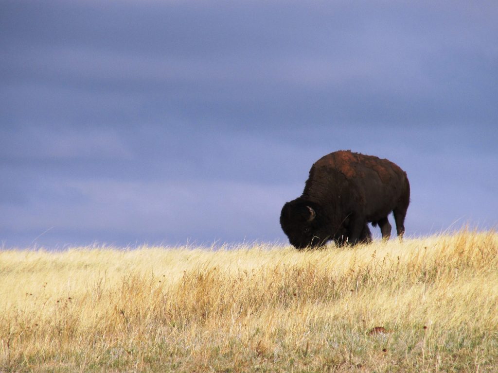 Lone buffalo 