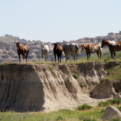 Horses standing on a plateau.