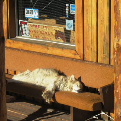 Dog Sleeping on Bench.