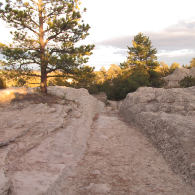 A tree-scape in South Dakota