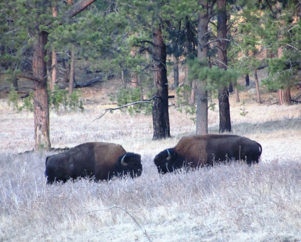 Two bison on a hillside