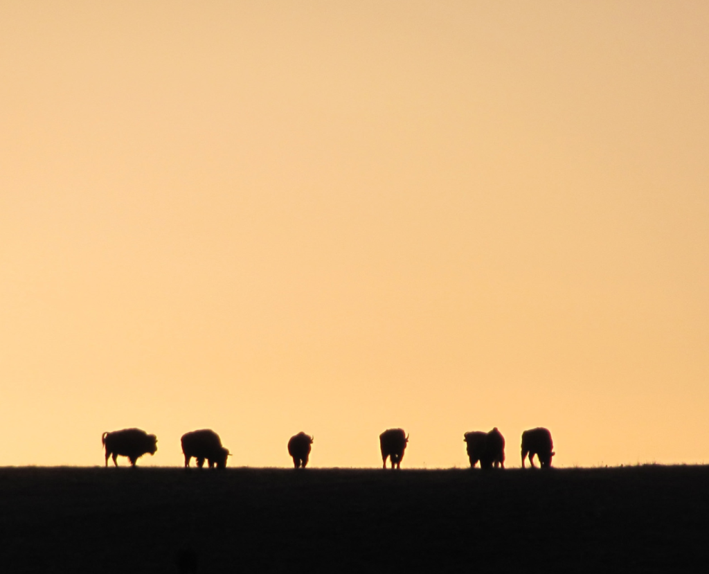 Buffalo on the horizon at sunset