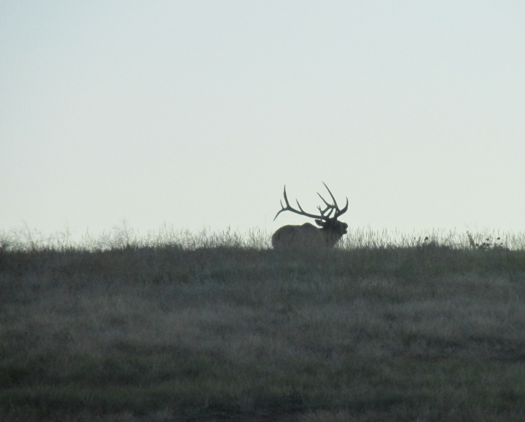 Elk on the horizon